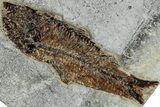 Multiple Fossil Fish (Knightia) Plate - Wyoming #233895-2